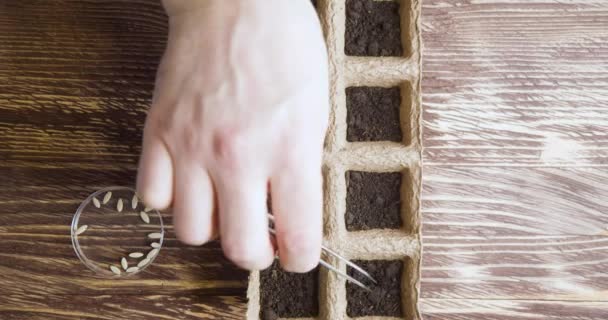 Top view - male farmer planting cucumber seeds in cells. Seedling, Eco concept. — Stock Video