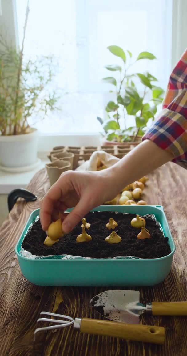 Primo piano di mani femminili - piantare cipolle nella primavera in una scatola. — Video Stock