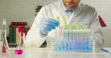 Doktor araştırmacı bir laboratuarda çalışıyor ve genetiği değiştirilmiş bitkiler üzerinde çalışıyor. Test tüplerindeki filizlere dikkatlice bakıyor ve onları tutacağa koyuyor..