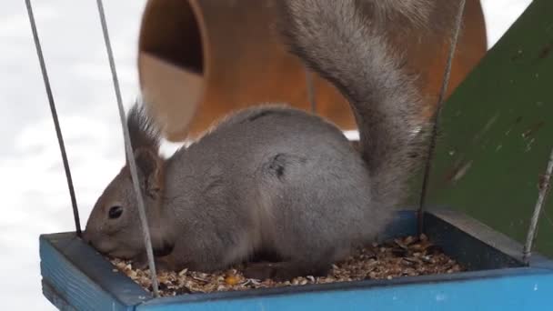 Esquilo come de um alimentador no inverno. Alimentar animais no inverno. Filmagem 4k. — Vídeo de Stock