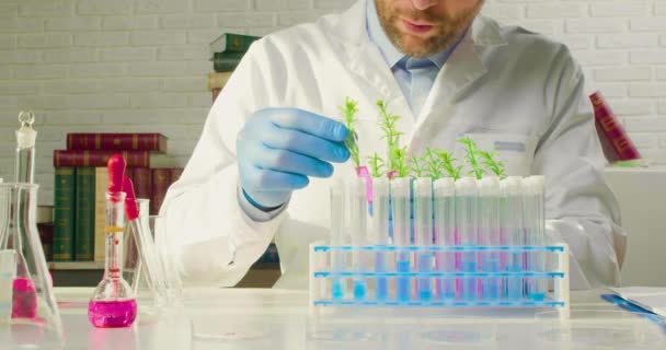 Doktorand arbetar i ett laboratorium och studerar genetiskt modifierade växter. Han tittar noga på groddarna i provrören och sätter dem i hållaren.. — Stockvideo