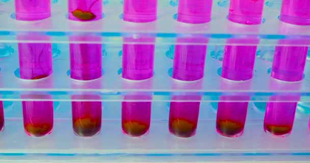 Investigación en el campo de la inmunología moderna - gotas de sangre infectada caen en un tubo de ensayo con una solución para la investigación. — Vídeos de Stock