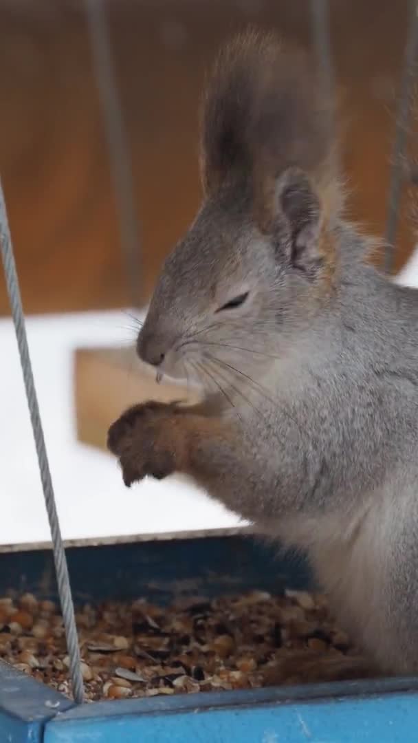 4k vertikal video - en ekorre äter från en matare på vintern. Utfodring av djur på vintern. — Stockvideo