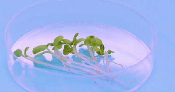 Pesquisa no campo da engenharia genética e clonagem - poucos brotos em uma placa de Petri giram sobre um fundo azul. — Vídeo de Stock
