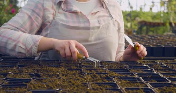 種子を植えた後、女性の手が細胞内の土壌を緩めます。苗、庭に植える前に種子から植物を育てる. — ストック動画