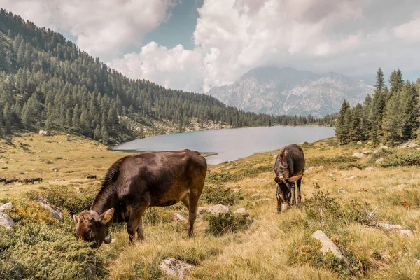 Nekler Yazın Muhteşem Talyan Alplerinde Taze Çimen Otlatıyorlar — Stok fotoğraf
