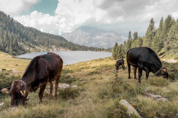 Nekler Yazın Muhteşem Talyan Alplerinde Taze Çimen Otlatıyorlar — Stok fotoğraf