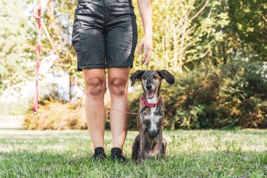 Güzel bayan köpek eğitmeni köpeğini açık hava parkında eğitiyor. Hayvanlara karşı sevgi kavramı.