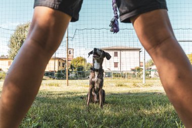 Güzel bayan köpek eğitmeni köpeğini açık hava parkında eğitiyor. Hayvanlara karşı sevgi kavramı.
