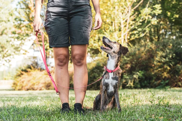 Piękny Samica Trener Psów Jest Trening Jej Psa Parku Odkrytym — Zdjęcie stockowe