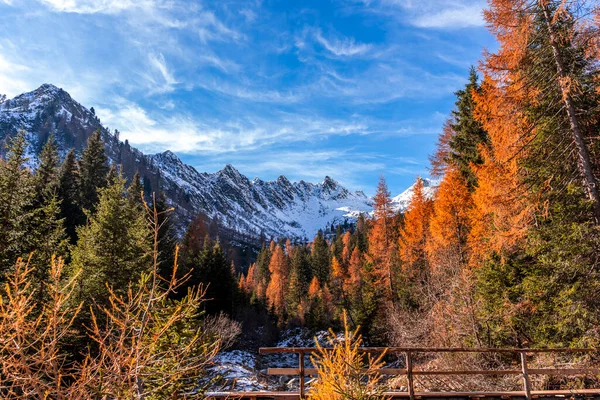 high mountains with snow surrounded by pine trees with orange-red foliage in autumn