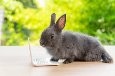Yeni doğmuş, küçük dizüstü bilgisayarı olan küçük gri tavşancık tahtada oturuyor. Güzel bebek tavşan Bokeh doğal arka planında deftere bakıyor. Paskalya bayramı hayvanı ve teknoloji e-öğrenme konsepti.