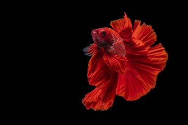 Tayland 'da izole edilmiş siyah arka planda Betta balığıyla savaşıyor. Kırmızı Siyam betta balığının hareketli anı..