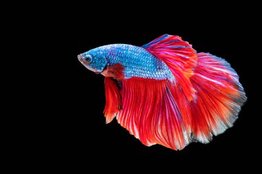 Tecrit edilmiş siyah arka planda balıklarla savaşmanın hareket gücü. Kırmızı ve mavi Siyam betta balığının hareketli anı..