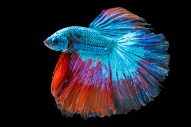 Tecrit edilmiş siyah arka planda balıklarla savaşmanın ritmi. Mavi ve kırmızı siyam balığının hareketli anı kopyalama alanı ile betta balığı. 