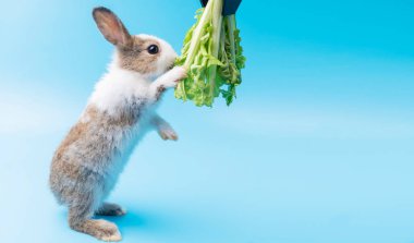 Sevimli küçük kahverengi ve beyaz tavşanlar yeşil taze marul yapraklarını izole edilmiş mavi arka planda yiyorlar. Hayvanlar sebze yer ve Paskalya konsepti.