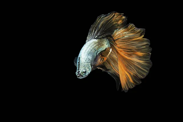 Rhythmic Betta Fighting Fish Isolated Black Background Moving Moment Beautiful — Stock Photo, Image