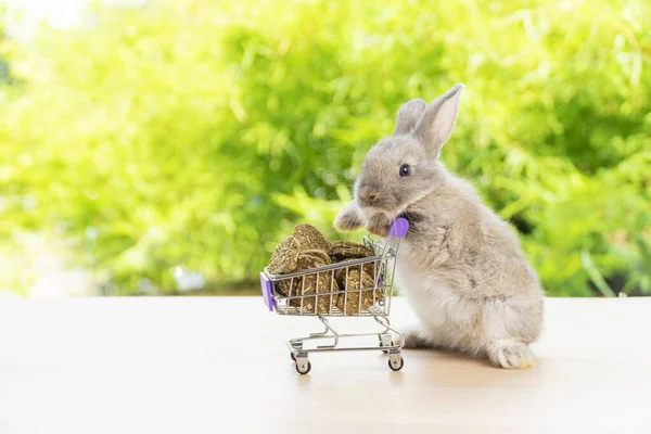 Великодні Канікули Кролик Тварин Покупки Онлайн Концепції Чарівний Дитячий Кролик — стокове фото