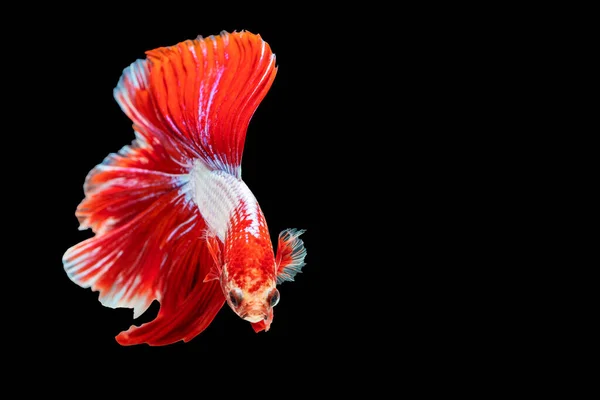 Movement Power Betta Fighting Fish Isolated Black Background Moving Moment — Stock Photo, Image