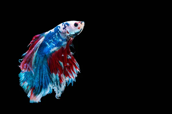 고립된 배경때문에 물고기와 싸우는 비타의 파란색 빨간색의 아름다운 아름다운 물고기 — 스톡 사진