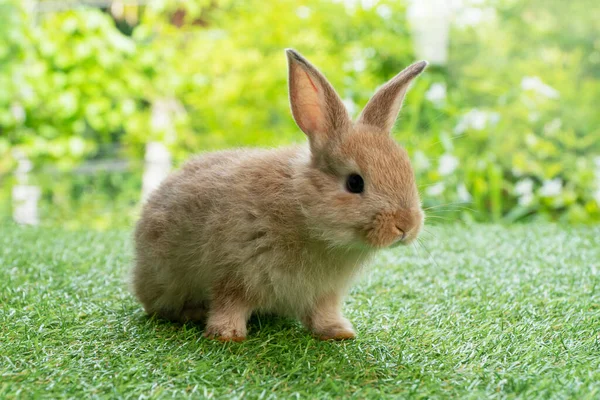 自然に囲まれた緑の芝生の上を歩く愛らしいふわふわの赤ちゃん茶色のウサギ 屋外で非常にかわいい野生動物のシングル イースター動物のコンセプト — ストック写真