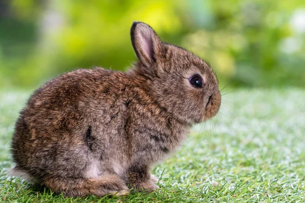 Rozkošný Nadýchané Dítě Hnědý Králík Sedí Sám Zelené Trávě Nad — Stock fotografie