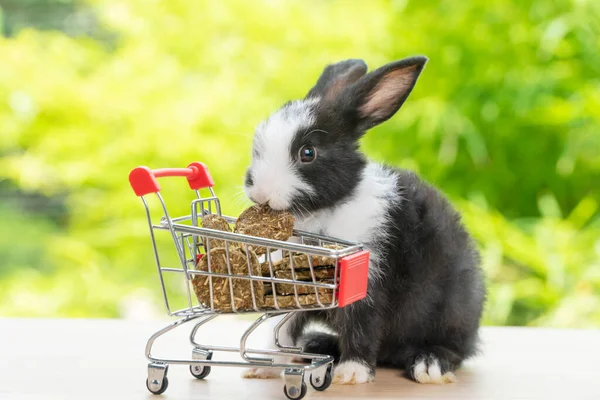 Lapin Vacances Pâques Animal Shopping Concept Ligne Adorable Bébé Lapin — Photo