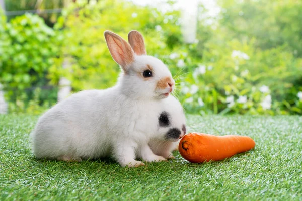 Animales Pascua Concepto Conejito Familia Dos Adorables Recién Nacidos Conejo —  Fotos de Stock