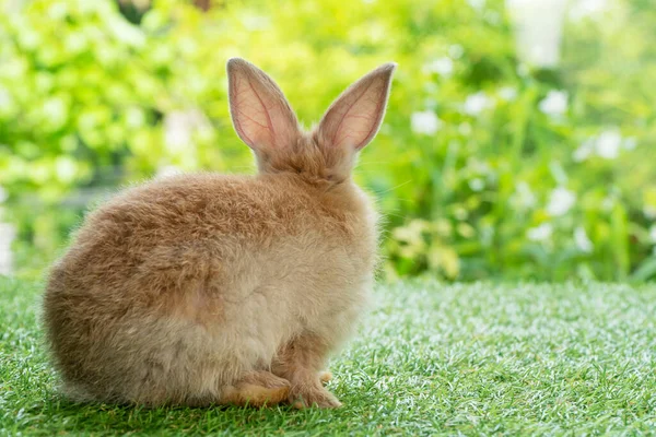 부활절 컨셉이야 귀여운 토끼가 자연환경의 무엇인가를보고 — 스톡 사진