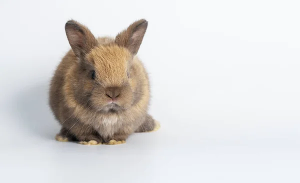 Concepto Animal Conejo Pascua Adorables Conejitos Conejo Marrón Recién Nacidos —  Fotos de Stock