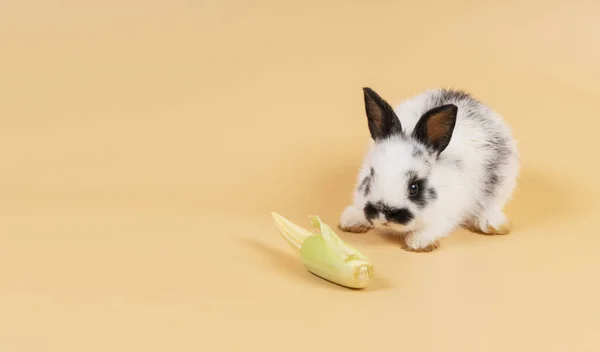 Conejo Animal Pascua Concepto Comida Adorable Bebé Peludo Blanco Conejo — Foto de Stock