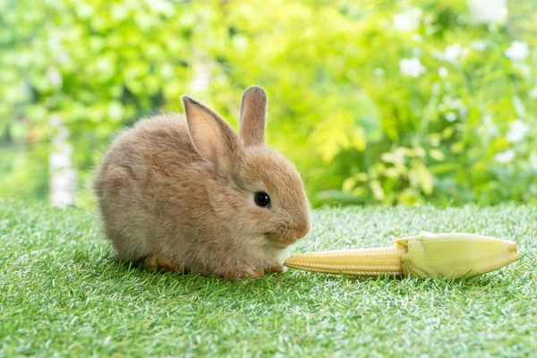 イースター動物のウサギの概念 自然を背景に緑の芝生の牧草地に座っている間に有機新鮮な赤ちゃんのトウモロコシを食べ空腹愛らしい小さな毛皮の茶色のウサギ — ストック写真