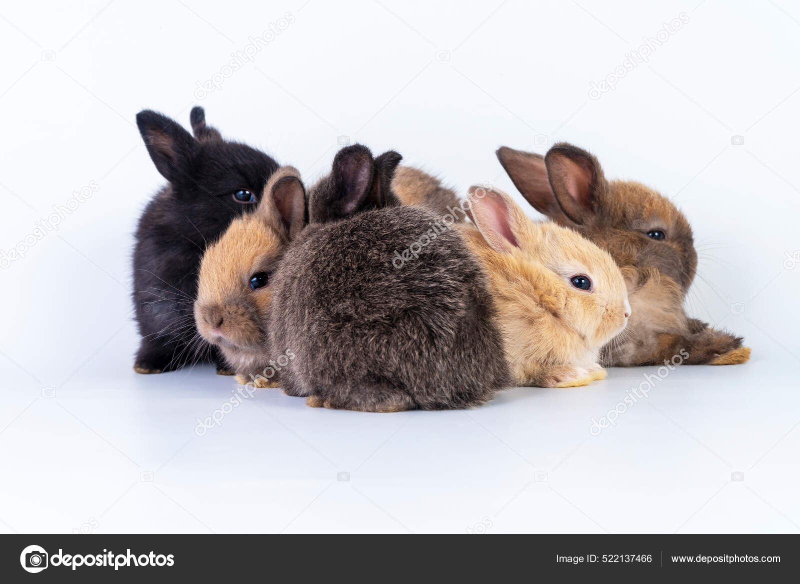 Mother Rabbit Nursing Rabbit Feeding Babies Mother Rabbit Feeding