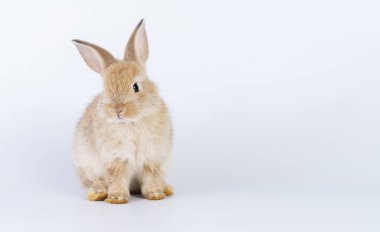 Paskalya tavşanı hayvan konsepti. Yeni doğmuş sevimli bebek tavşancıklar izole beyaz arka planda otururken bir şeye bakıyorlar..
