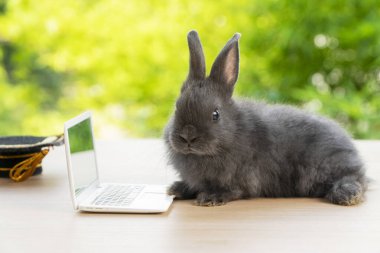 Mezuniyet şapkalı yeni doğmuş küçük tavşancık Bokeh doğa arka planında tahta üzerinde otururken küçük laptopa bakıyor. Paskalya bayramı hayvanı ve teknoloji e-öğrenme konsepti