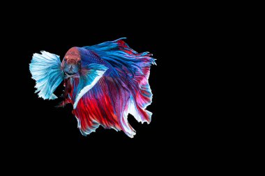 Yarım Ay Betta, Tayland 'da balıklarla savaşırken göz kamaştırıyor. Mavi ve kırmızı Siyam betta balığının hareketli anı..