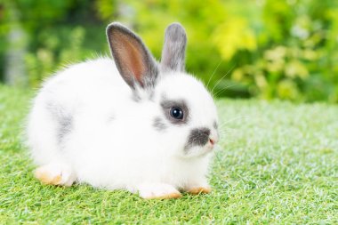 Paskalya hayvanı yeni doğmuş tavşan konsepti. Güzel kürklü bebek beyaz ve gri tavşan Bokeh doğa arka planında yeşil çimlerde otururken bir şeye bakıyor..