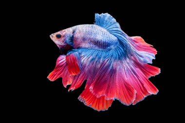 Çok renkli Betta, Tayland 'da balıklarla yalıtılmış siyah arka planda savaşıyor. Portakallı Siyam betta balığının hareketli anı..  