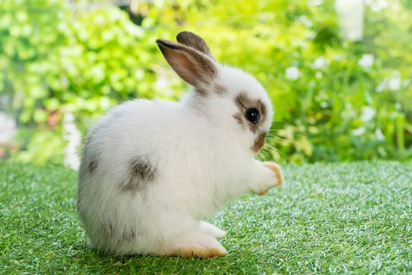 姿勢を挨拶しながら草の上に座っている愛らしい赤ちゃんふわふわのウサギの白い茶色のウサギサワディーやコピースペースと緑の自然の背景の上にこんにちは イースター休暇動物のコンセプト — ストック写真