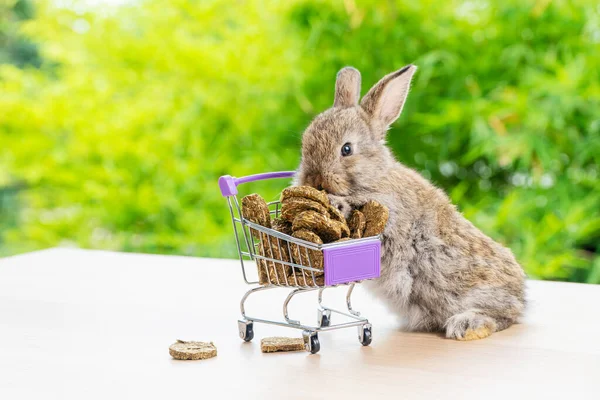Великодні Канікули Кролик Тварин Покупки Онлайн Концепції Чарівний Кролик Сірий — стокове фото