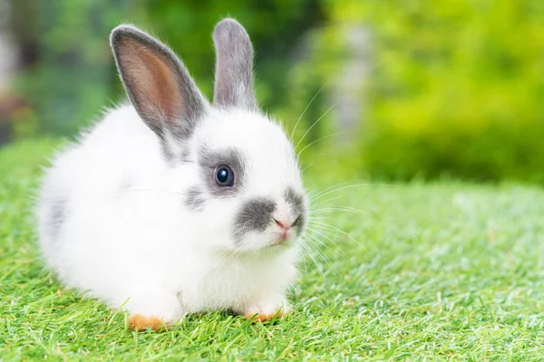 イースター動物の新しい生まれウサギの概念 可愛い毛むくじゃらの白いウサギと灰色のウサギが何かを見ている間に緑の芝生の上に座っています — ストック写真