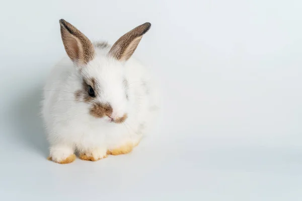 Пасхальный Кролик Очаровательные Новорожденные Белые Кролики Которые Смотрят Сидя Изолированном — стоковое фото
