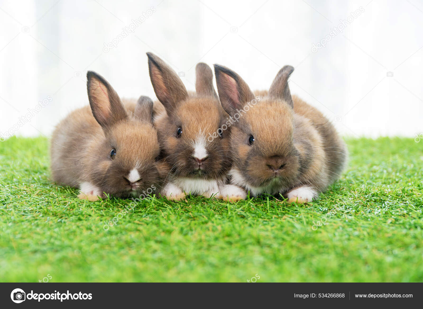 Baby Tiny Rabbits Brown Cute Baby Rabbits Wood Table Adorable