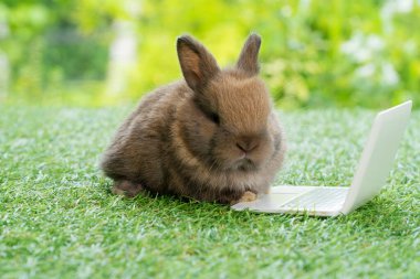 Yeşil çimlerin üzerinde oturan küçük dizüstü bilgisayarı olan yeni doğmuş küçük kahverengi tavşan. Güzel yavru tavşan çimenlikteki doğal arka planda bir şeye bakıyor. Paskalya tüylü kemirgen kavramı