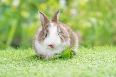 Paskalya tavşanı hayvan konsepti. Sevimli yavru tavşan beyaz tavşan, yeşil çimlerin üzerinde otururken sebze yiyor..