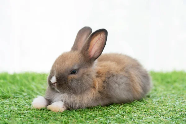 Adorable Conejito Peludo Bebé Marrón Blanco Pie Sobre Hierba Verde —  Fotos de Stock