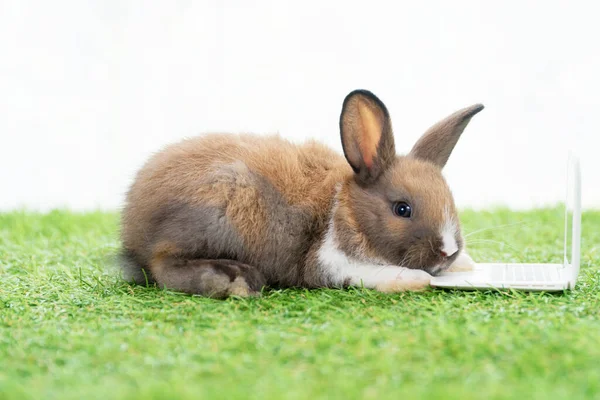 랩탑을 갈색의 토끼입니다 공책을 귀여운 부활절 설치류 — 스톡 사진