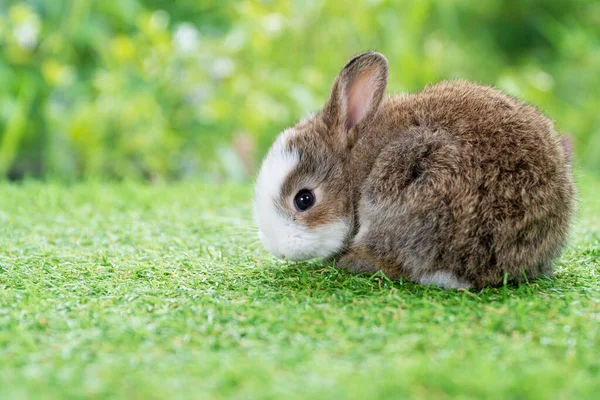 Precioso Bebé Peludo Conejo Blanco Marrón Mirando Algo Mientras Está —  Fotos de Stock