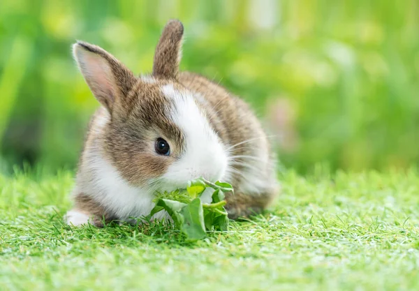 自然を背景に緑の草の上に座っている間 愛らしい赤ちゃんのウサギの白茶色の野菜を食べる イースターバニー動物のコンセプト — ストック写真