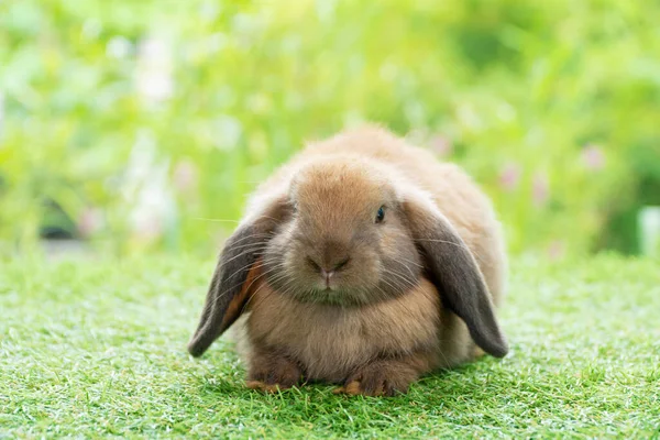 사랑스럽게 토끼가 있습니다 야외에서 귀엽고 귀여운 싱글이었어 부활절 동물의 — 스톡 사진